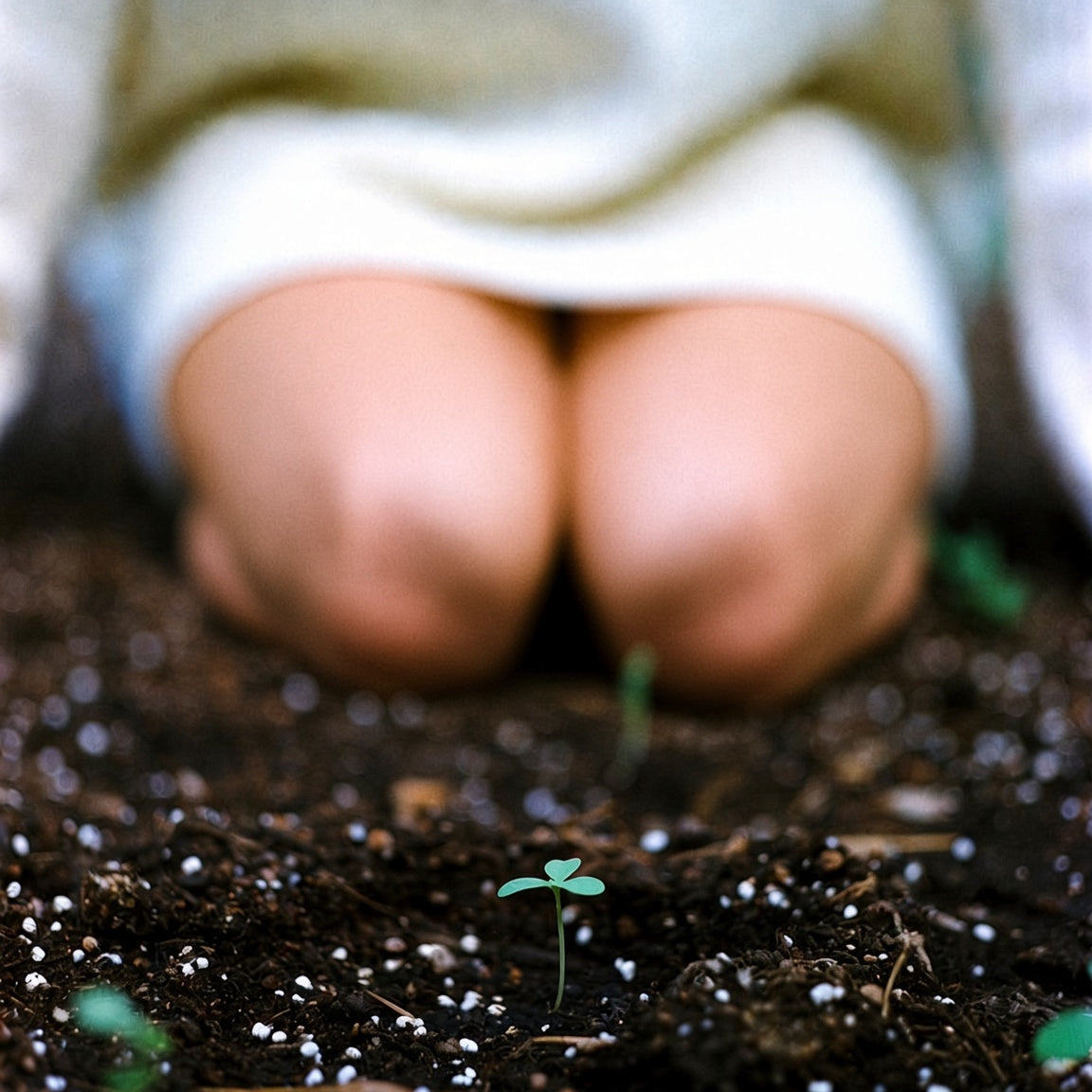 A tiny green seedling breaking through dark potting soil, symbolizing Pluto direct and new growth.