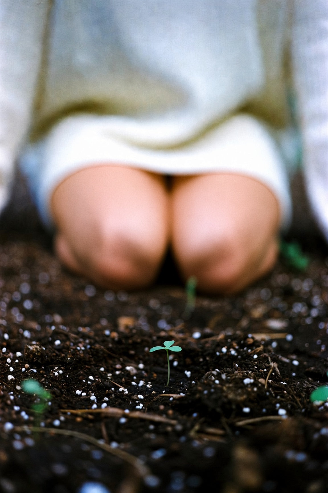 A tiny green seedling breaking through dark potting soil, symbolizing Pluto direct and new growth.
