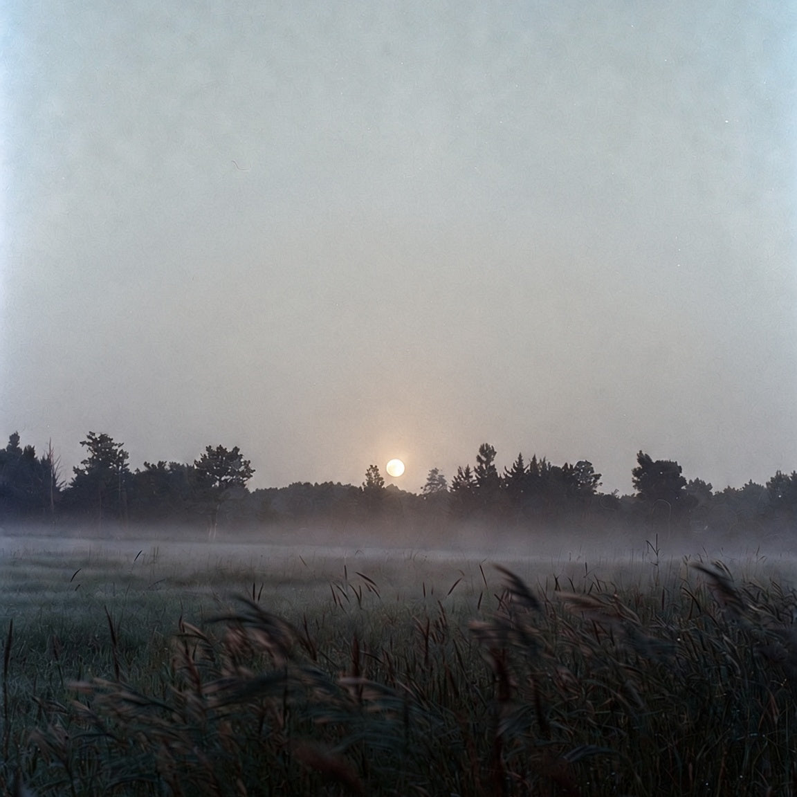 Low full moon rising over a misted field of tall windswept grasses at blue hour, dark tree line on the horizon, 35mm film still.