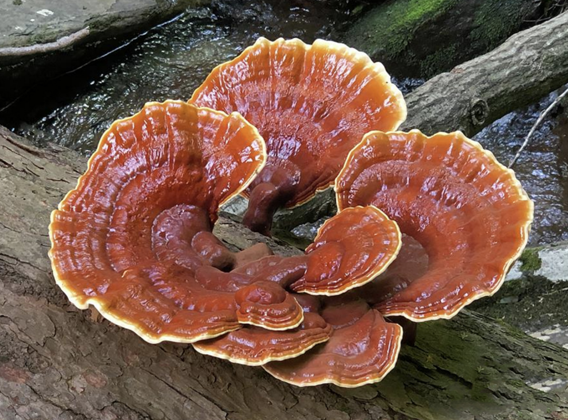 Reishi Mushroom Tincture